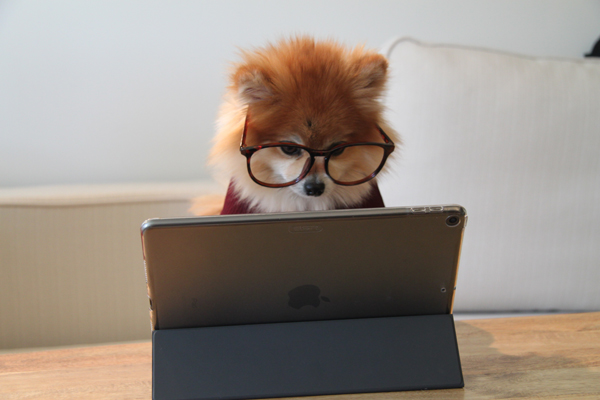 dog at computer Photo by Cookie the Pom on Unsplash